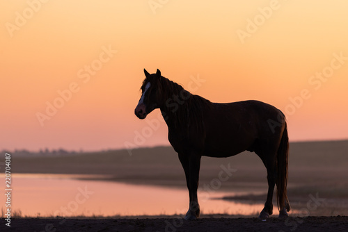 Wild horse in wildlife on golden sunset