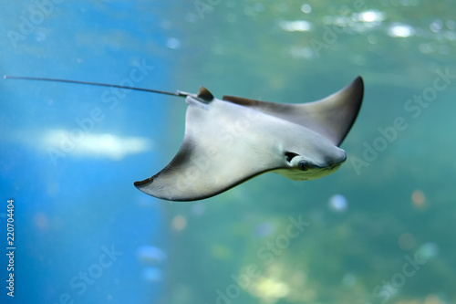 Tela Stingray swimms under blue water