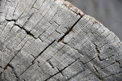 Partial view of a weathered tree stump.