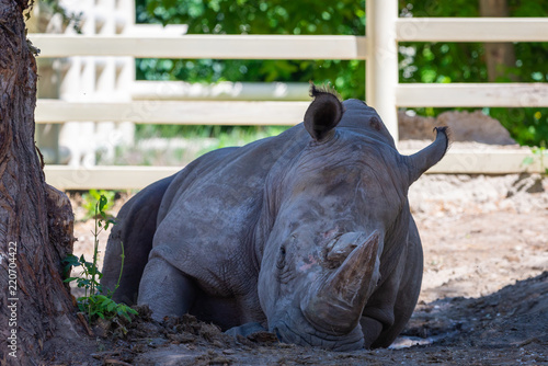 Rhinoceros in a zoo photo