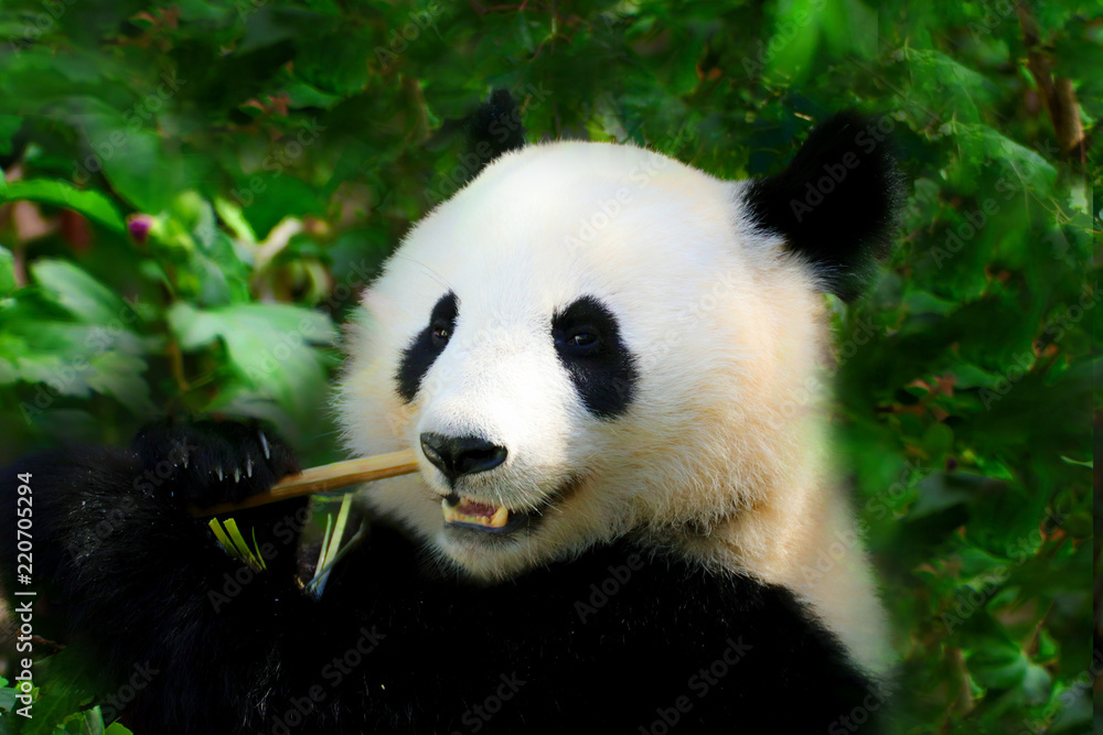 Giant Panda on the green background