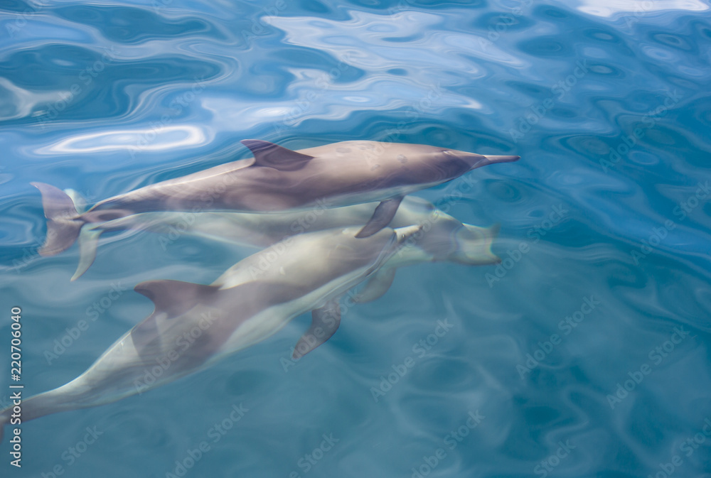 Fototapeta premium California dolphins swimming