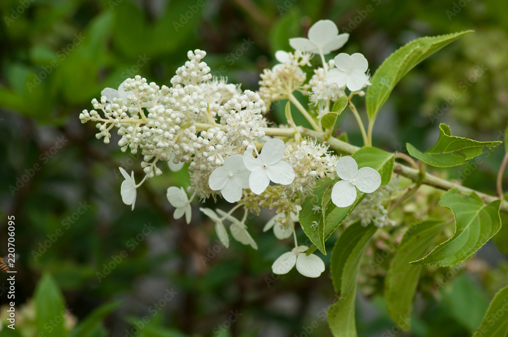 closeup of white hortensia in a public garden closeup of white hortensia in a public garden