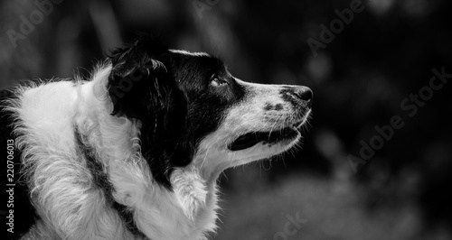 Cuadro en lienzo Dog
