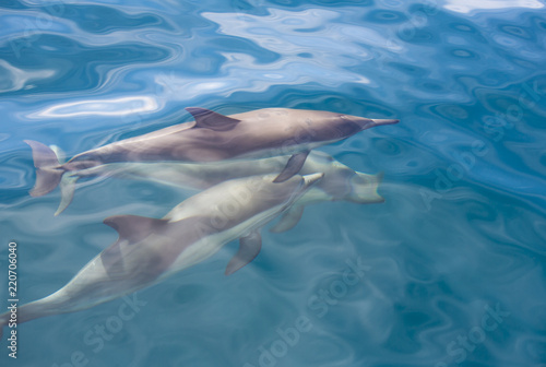 California dolphins swimming