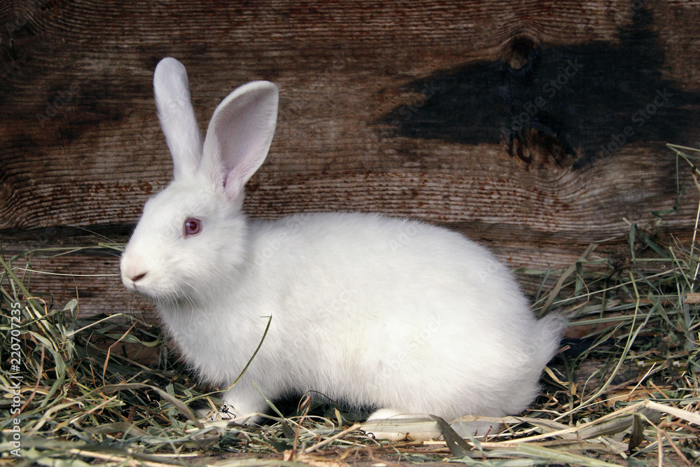 rabbit white fluffy with red eyes