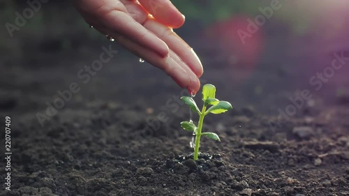 Hand watering a young plant
