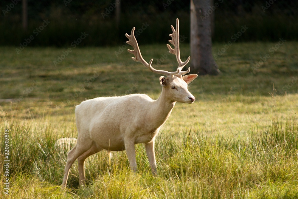 White Dama, of the family Cervidae with shovel antlers White Dama, of the family Cervidae with shovel antlers