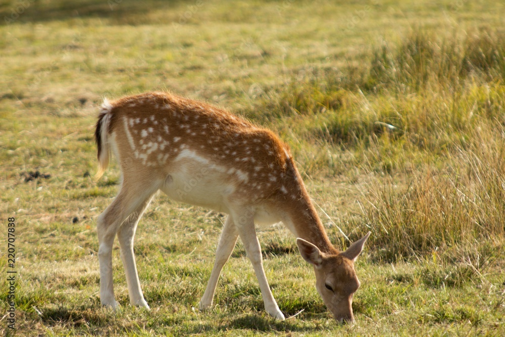 White Dama, of the family Cervidae with shovel antlers White Dama, of the family Cervidae with shovel antlers