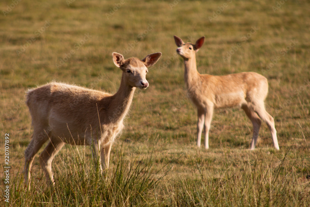 White Dama, of the family Cervidae with shovel antlers White Dama, of the family Cervidae with shovel antlers