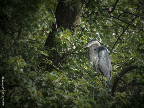 Great blue heron in a tree