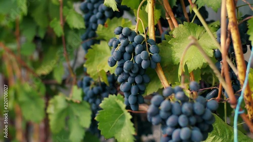 Wallpaper Mural Vineyard with dark blue grape Torontodigital.ca