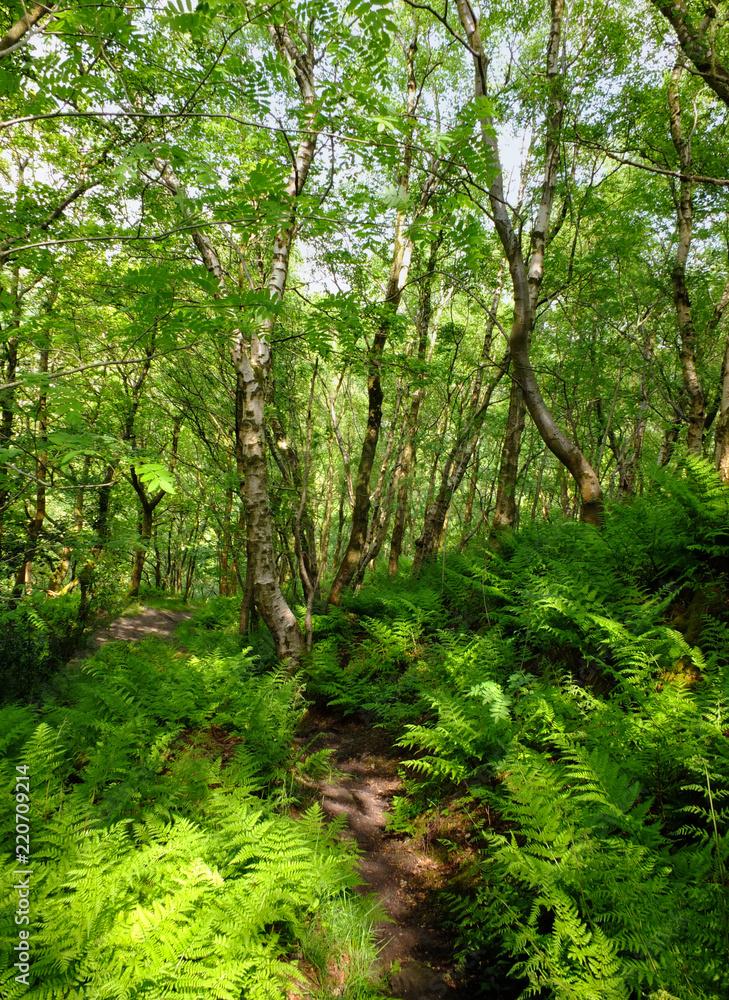 a pathway through green summer woodland with vibrant green foliage and sunlit ferns on the forest floor with blue sky behind the trees