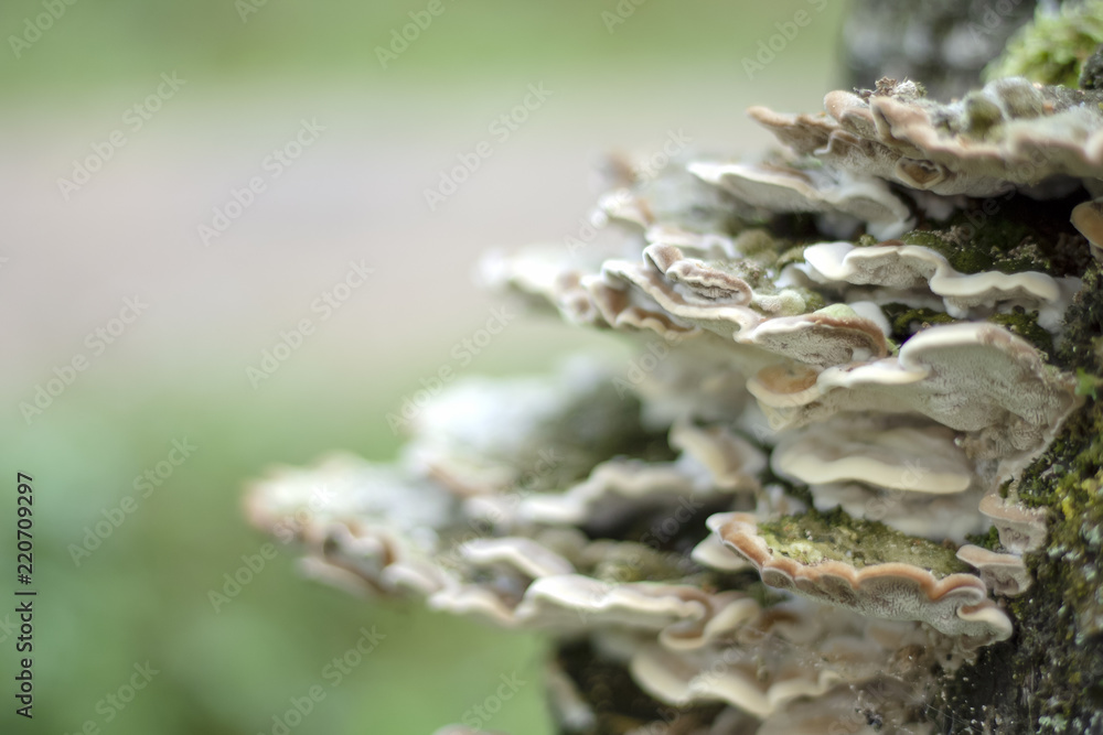 Mushrooms on a tree trunk.