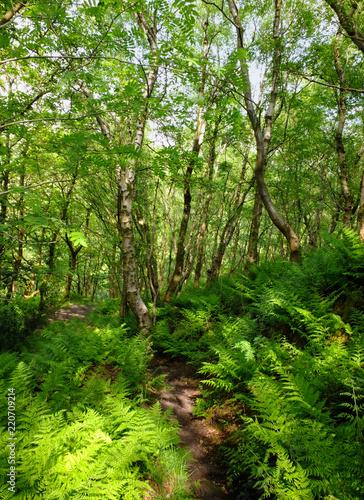 a pathway through green summer woodland with vibrant green foliage and sunlit ferns on the forest floor with blue sky behind the trees © Philip J Openshaw 