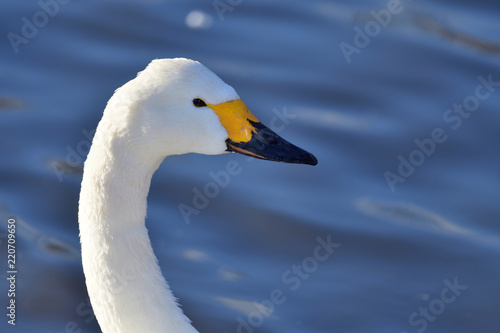 Head shot of a Tundra swan (cygnus columbianus) photo