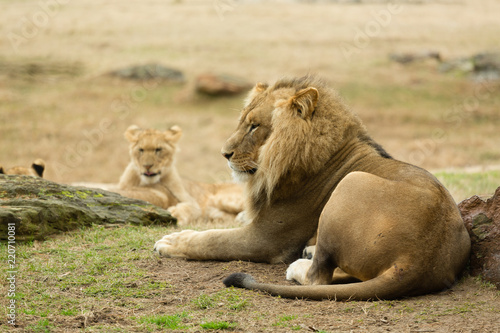 African Lions