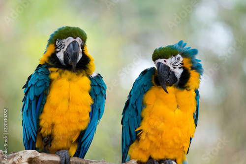 Blue-and-Yellow Macaws © Clinton