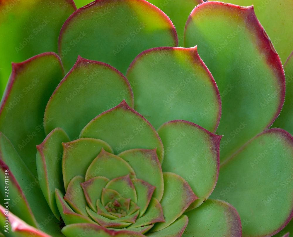Aeonium arboreum succulent tropical plant close up.Floral background.Selective focus. Aeonium arboreum succulent tropical plant close up.Floral background.Selective focus.