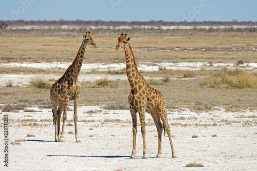 Two Angolan Giraffes in Etosha National Park, Namibia photo