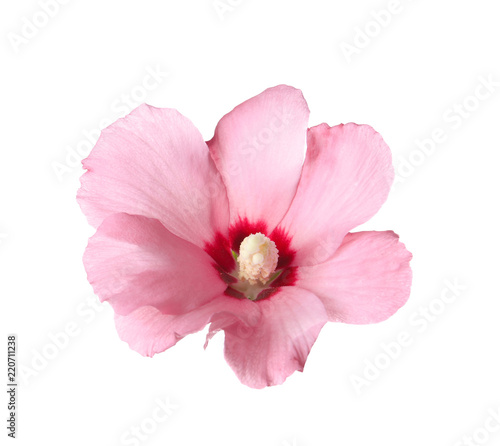 Beautiful tropical Hibiscus flower on white background