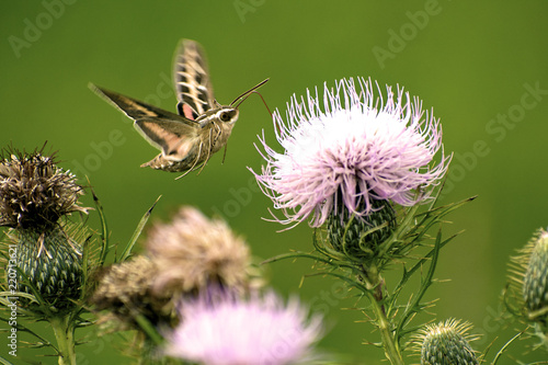 White-lined Sphinx Moth (Hyles lineata) feeding on Tall Thistle in Guthrie Center, Iowa