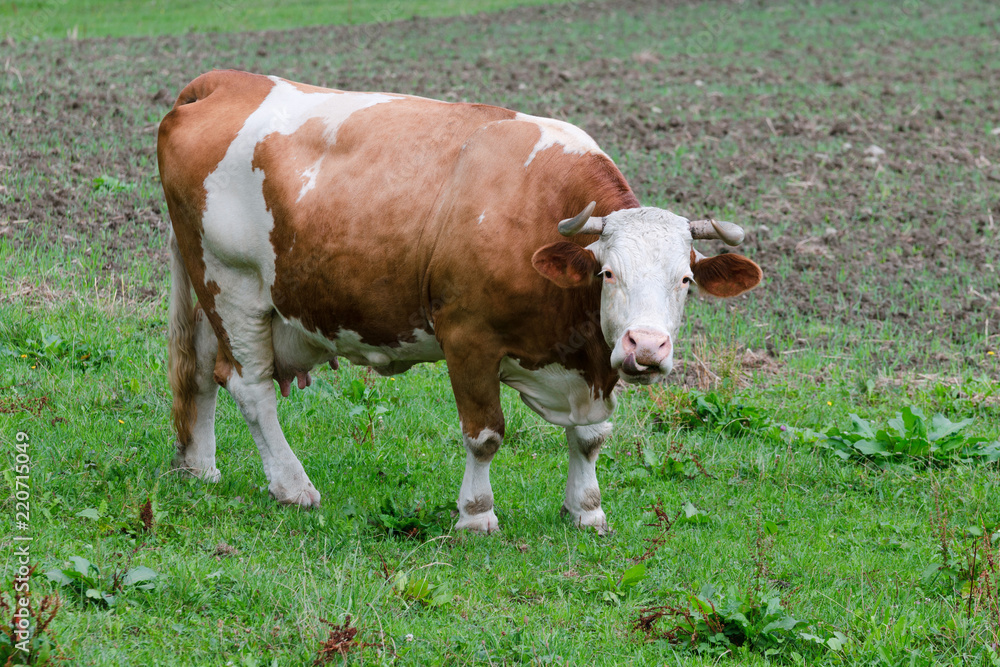 Kuh zeigt Zunge auf der Wiese