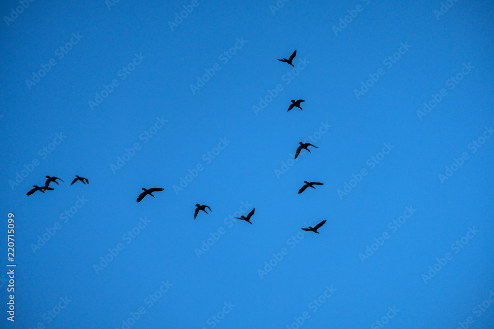 flock of birds lining up in v shape on the blue sky