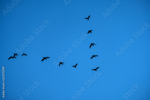 flock of birds lining up in v shape on the blue sky