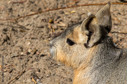 Mara de Patagonie - Dolichotis patagonum