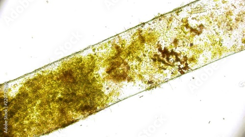 movement of nutrient inside a root under microscope 4K
