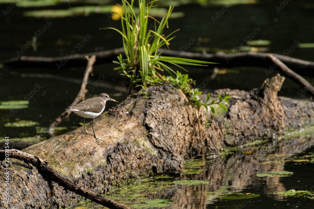 Chevalier culblanc - Tringa ochropus - Green Sandpiper Chevalier culblanc - Tringa ochropus - Green Sandpiper