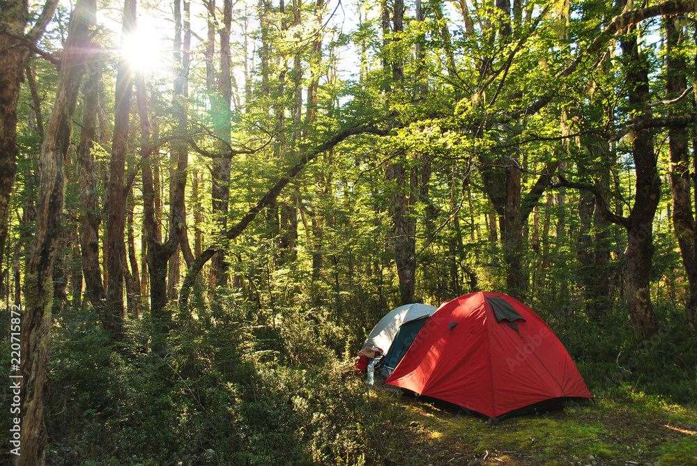 Camping tents inside of a forest, with the afternoon sun coming through the trees