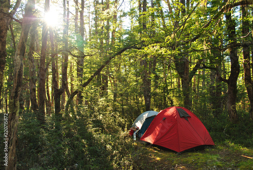 Camping tents inside of a forest  with the afternoon sun coming through the trees