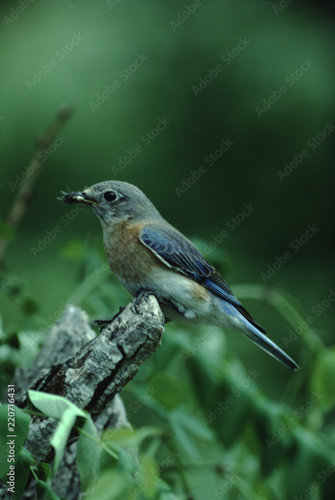 Obraz premium Eastern Bluebird (Sialia Sialis)