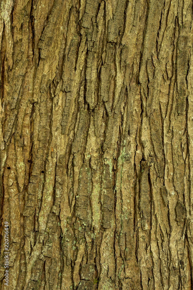 rough brown tree trunk surface texture background rough brown tree trunk surface texture background