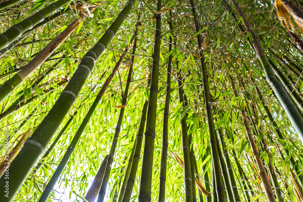 Bamboo garden. Bamboo forest natural green background Bamboo garden. Bamboo forest natural green background