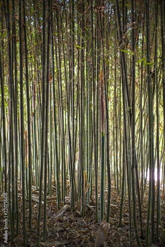 Bamboo garden. Bamboo forest natural green background