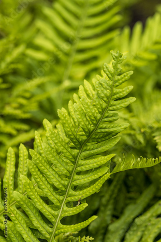 texture of fern leaves with green background