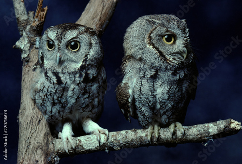 Eastern Screech Owl (Megascops Asio)