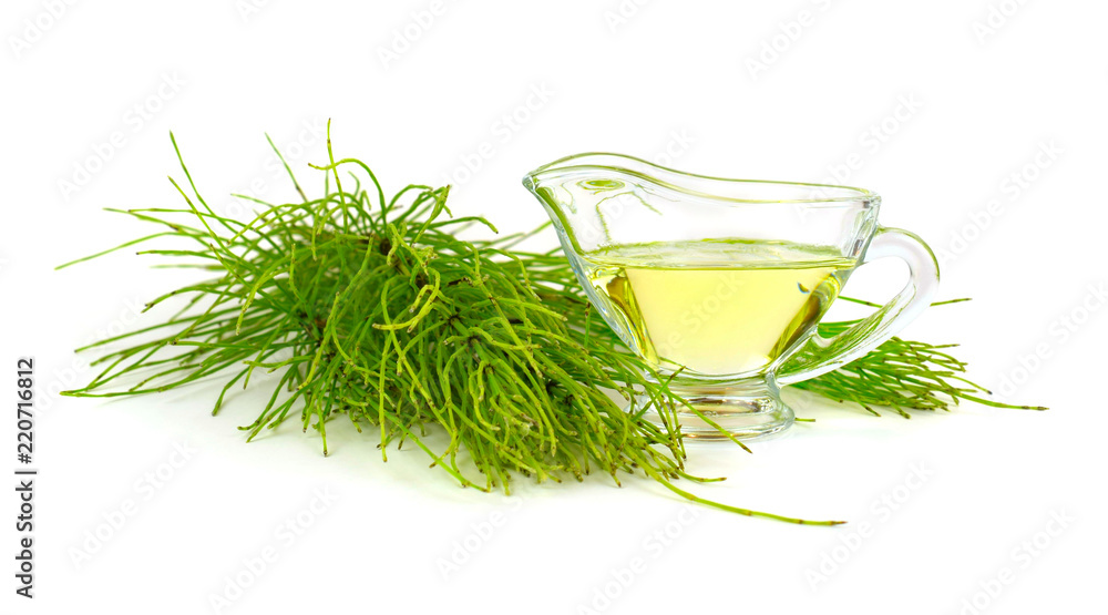 Common Horsetail Medicinal Herb Plant. Distilled Essential Oil Extract