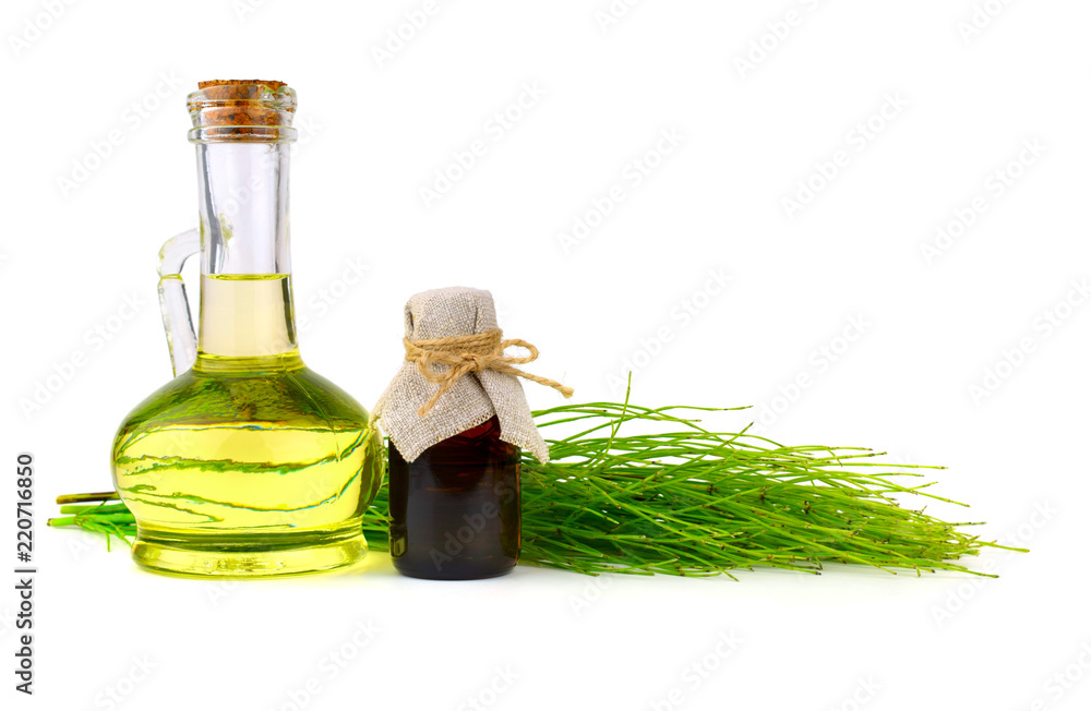 Common Horsetail Medicinal Herb Plant. Distilled Essential Oil Extract