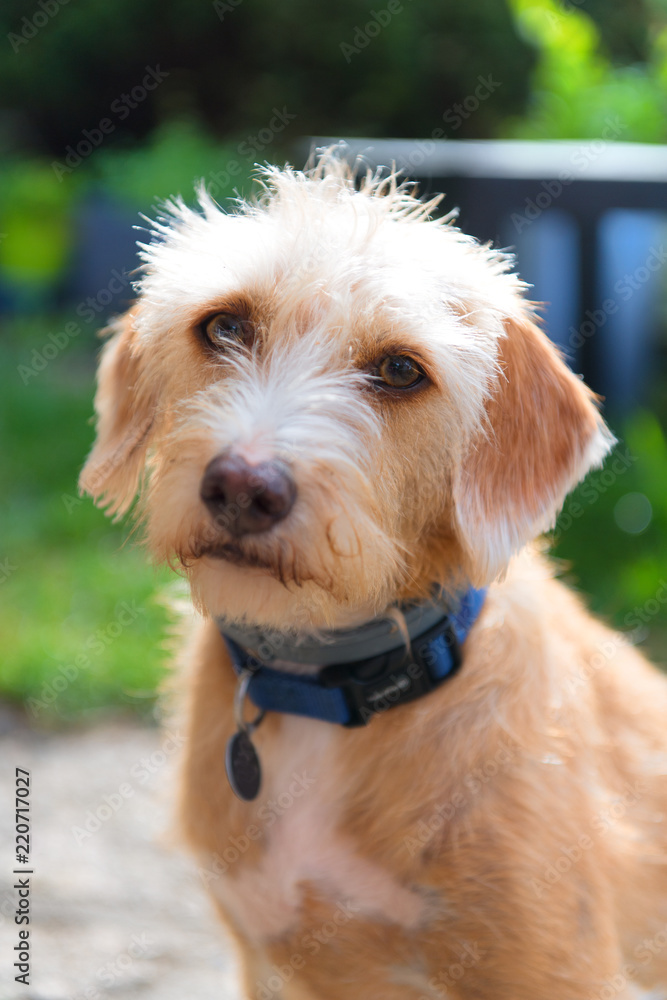 Portriat little cross breed dog Portriat little cross breed dog