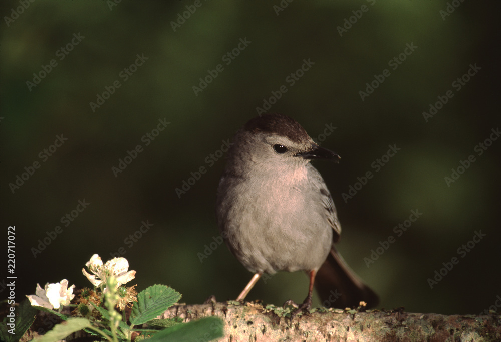 Gray Catbird (Dumetella Carolinensis) Gray Catbird (Dumetella Carolinensis)