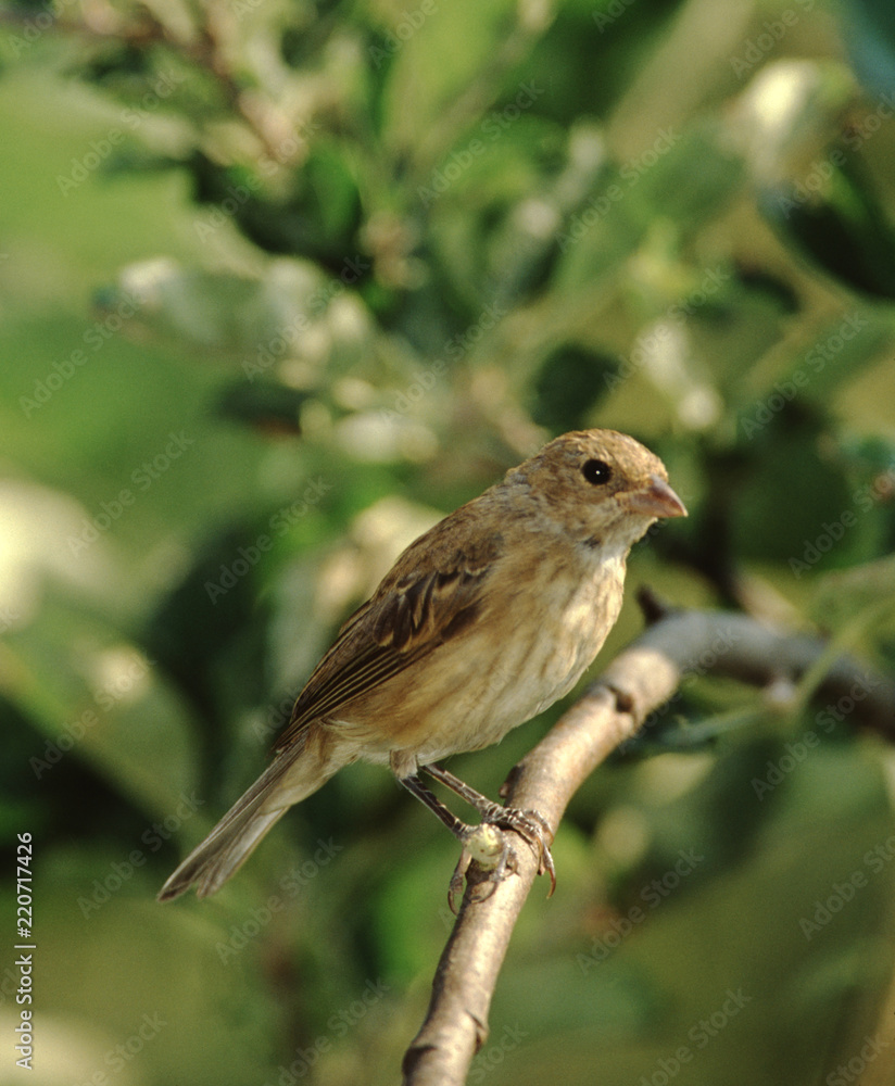 Indigo Bunting (Passerina Cyanea) Indigo Bunting (Passerina Cyanea)