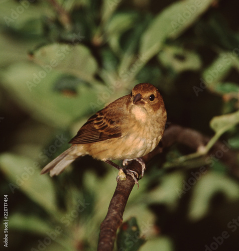 Indigo Bunting (Passerina Cyanea)