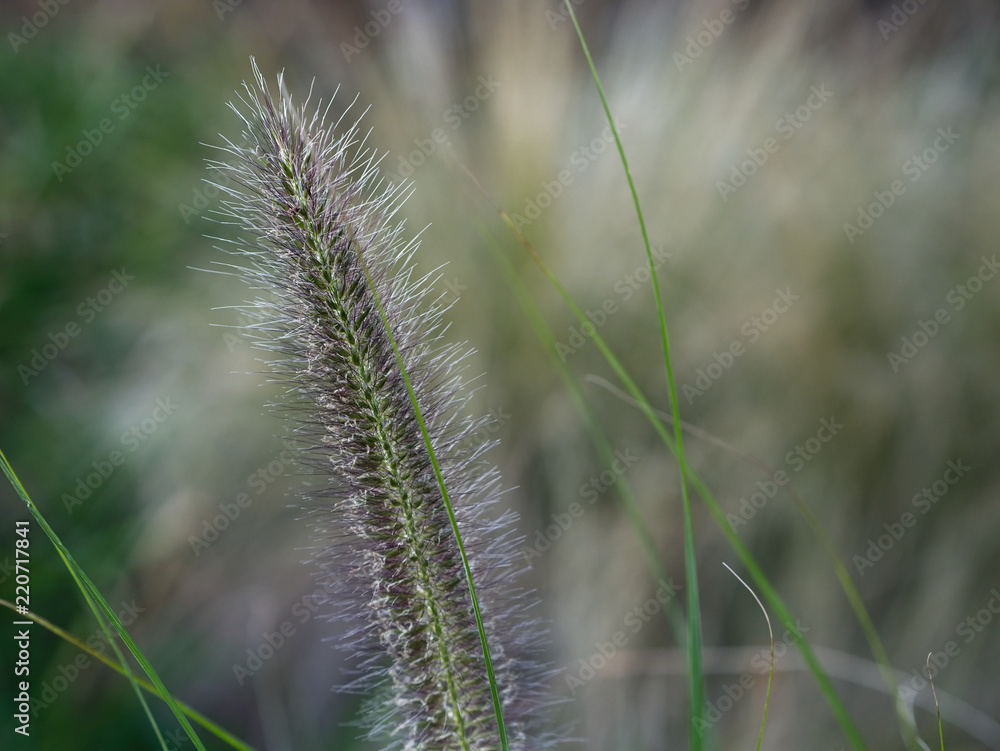 Close-up of green foxtail / green bristlegrass /wild foxtail millet. 