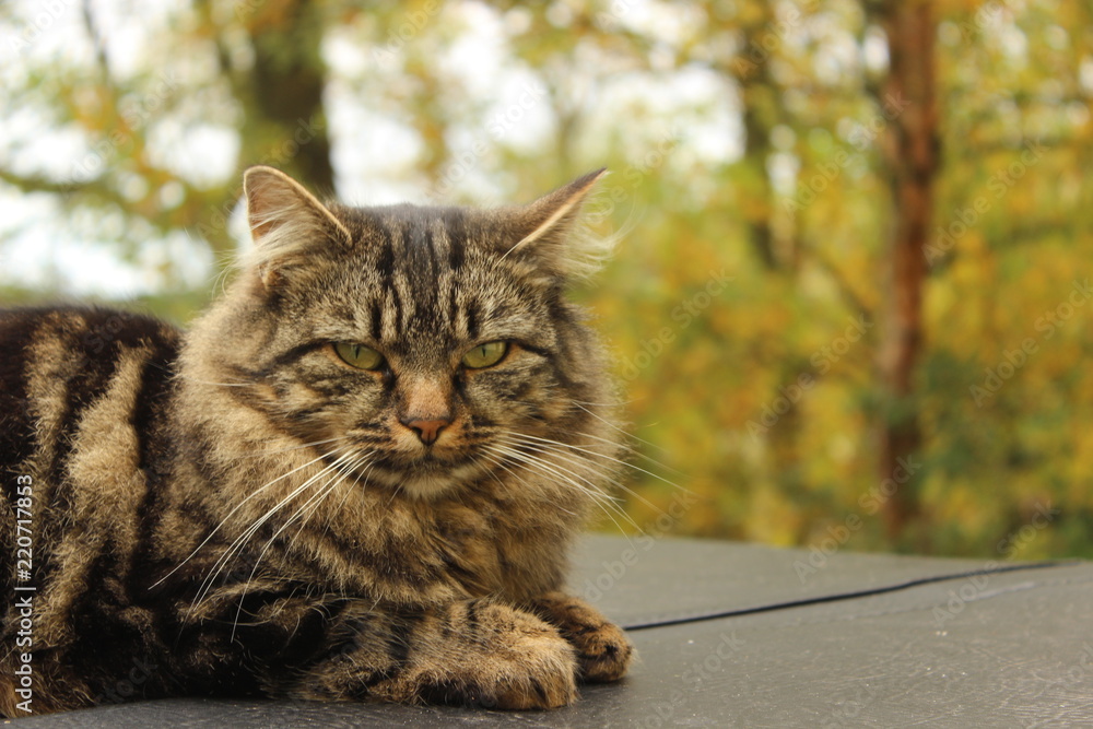 Fototapeta premium Cat 2