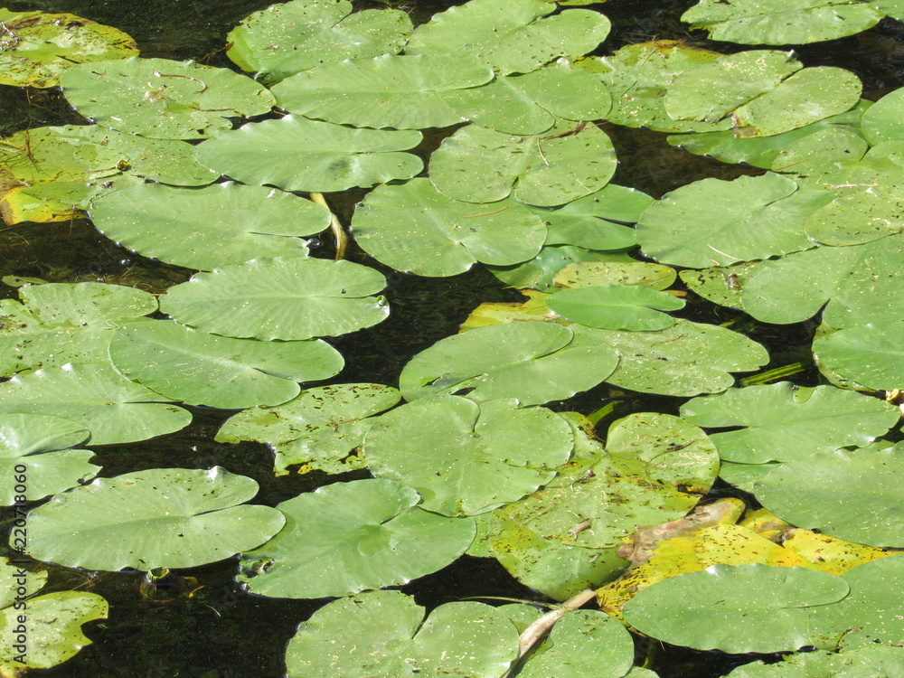Many lily pads filling up a pond Many lily pads filling up a pond