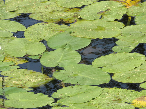 Many lily pads filling up a pond 